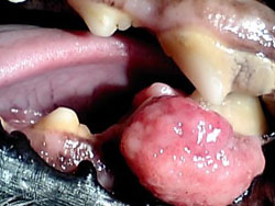 歯の病気が愛犬の寿命を縮める 犬の歯医者さん